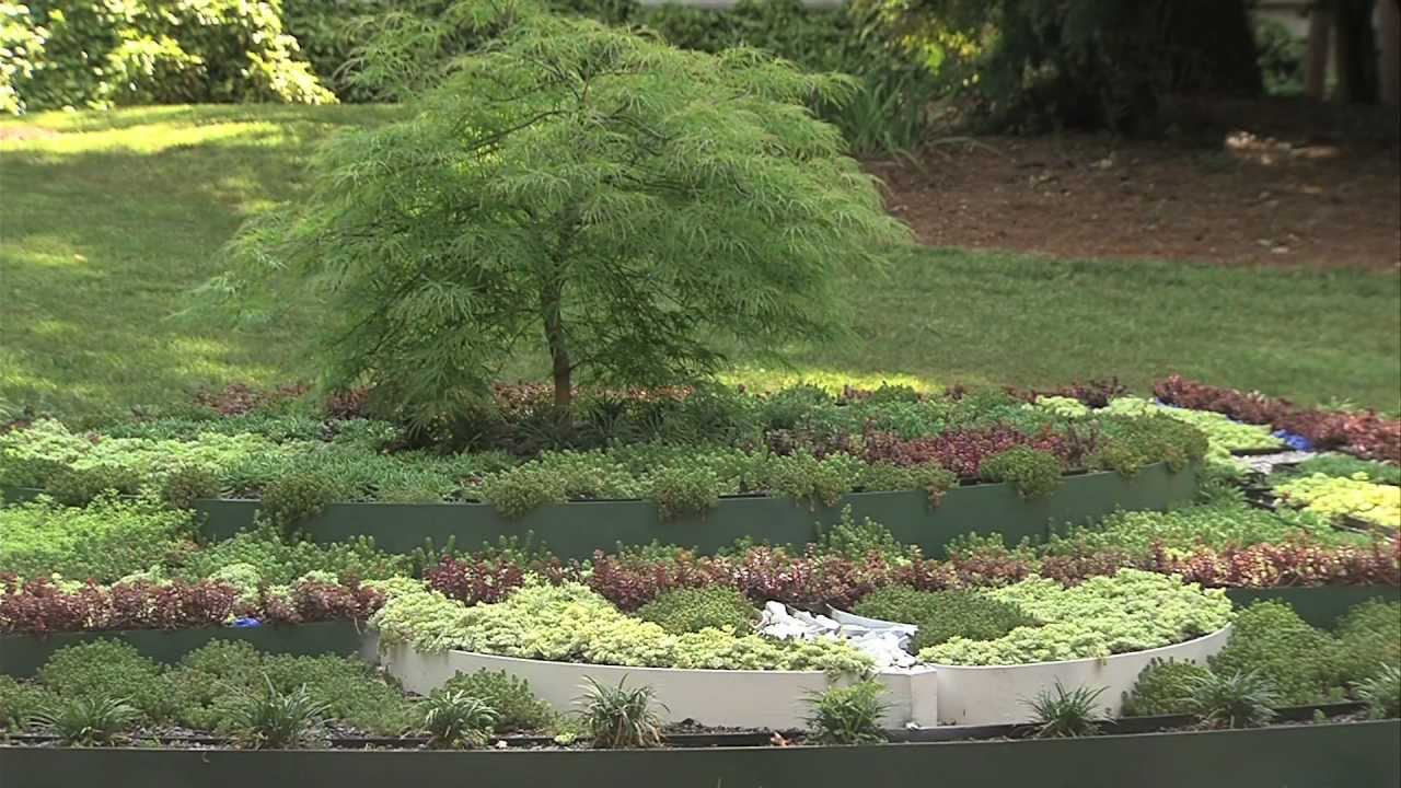 The living mandala tree garden